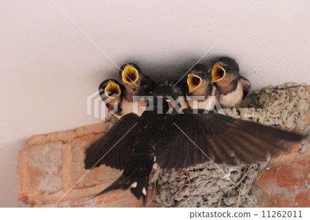 Swallow parenting Swallow parenting 11262011