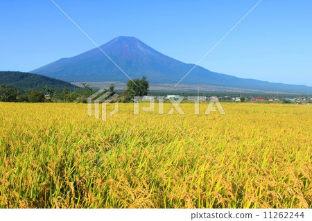 Mount Fuji and autumn rice field Mount Fuji and autumn rice field 11262244