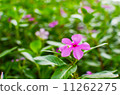 Catharanthus roseus 11262275