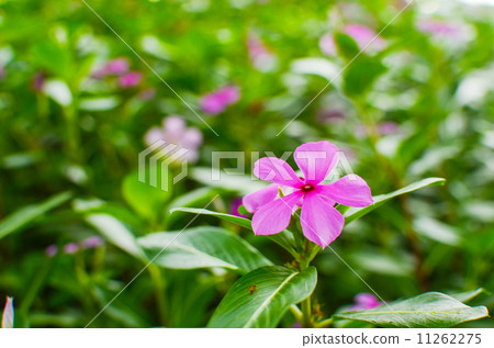 Catharanthus roseus 11262275