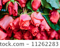 roses 11262283