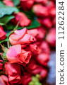 roses 11262284