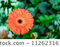 Orange Gerbera on green background 11262316