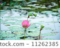 Pink lotus in lake. 11262385