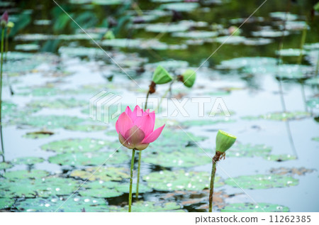 Pink lotus in lake. Pink lotus in lake. 11262385