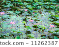 Pink lotus in lake. 11262387