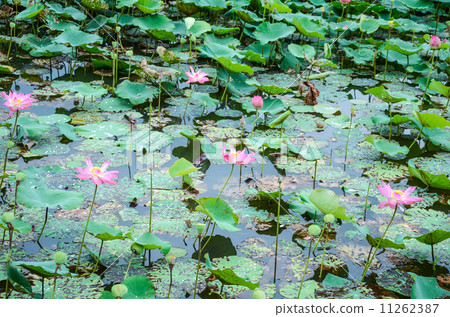Pink lotus in lake. 11262387