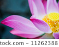 Pink lotus in lake. 11262388