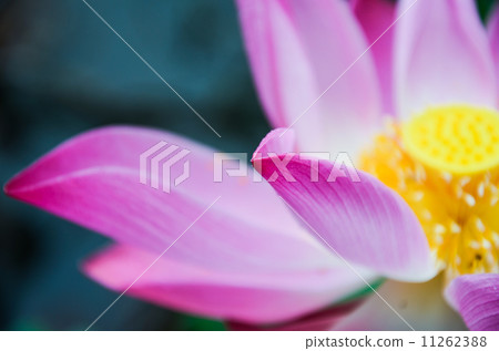 Pink lotus in lake. 11262388