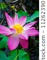 Pink lotus in lake. 11262390