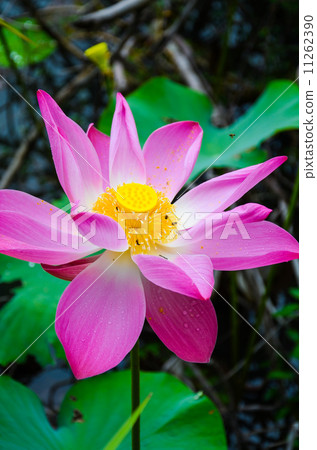 Pink lotus in lake. 11262390