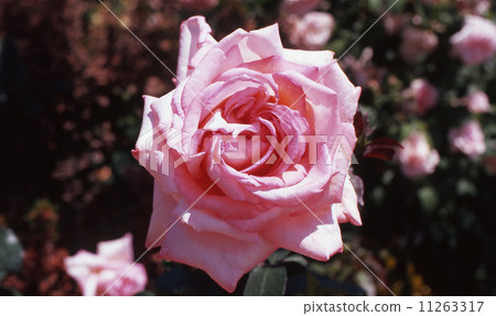 玫瑰粉絲 玫瑰粉絲 11263317
