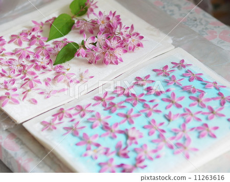 推出鮮花 11263616