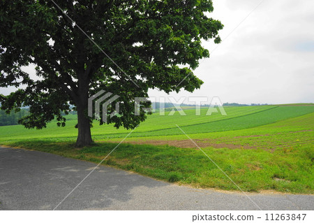 July Rural scenery 50 Seven star's tree July Rural scenery 50 Seven star's tree 11263847