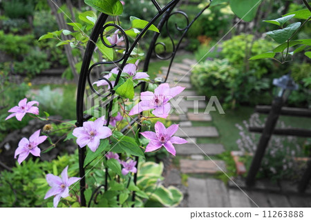 七月花鐵線蓮和毛茛家庭73 11263888