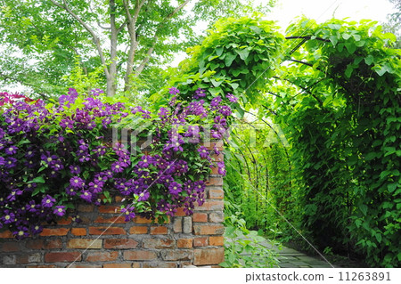 七月花鐵線蓮和毛茛家庭70 11263891