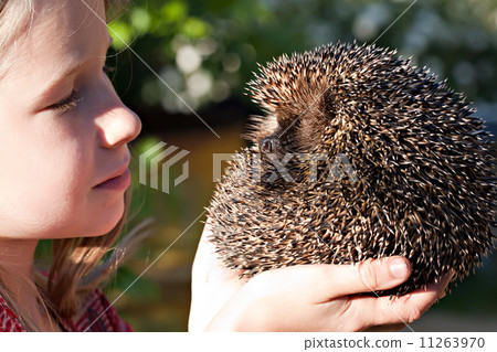 little girl with cute European hedgehog little girl with cute European hedgehog 11263970