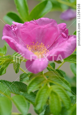 Hamanus flowers 11264168