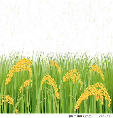 Inaho Aki Harvest Rice - Stock Illustration [11264235] - PIXTA