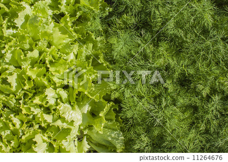 Fresh green lettuce and dill. 11264676
