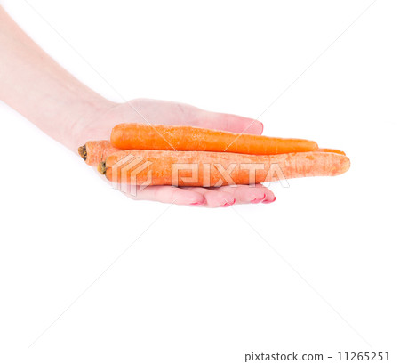Women's hand holds fresh carrot. 11265251