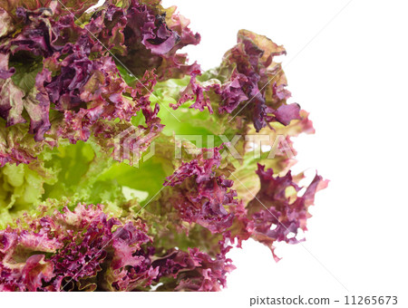 Red lettuce isolated on white. 11265673