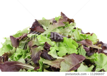 Green and red leaf of lettuce close up. 11266697