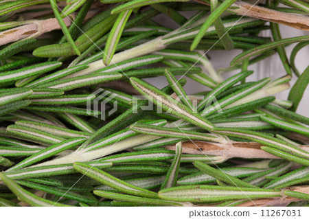 Rosemary herb Rosemary herb 11267031