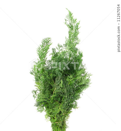 Close up of fresh dill. 11267054
