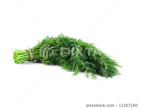 Bunch of fresh dill. 11267200