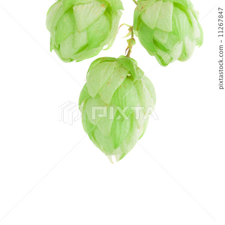 beautiful hop 11267847