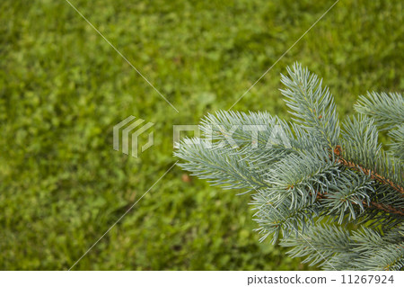 Blue spruce branch for postcards. 11267924