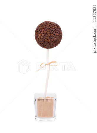 Decorative coffee tree. 11267925