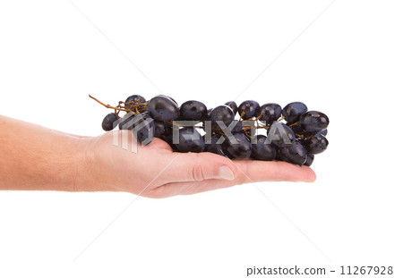 Black grapes in hand. 11267928