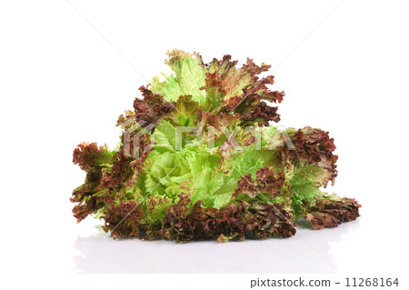 Close up of salad leaves. Close up of salad leaves. 11268164