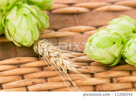 Fresh green hops Fresh green hops 11268542