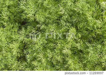 Fresh dill herb close up. 11269097