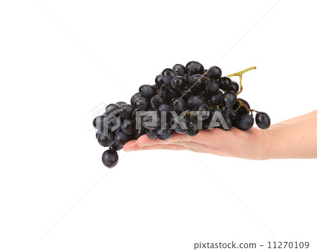 Branch of black ripe grapes on hand. 11270109