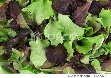 Green and red leaf of lettuce close up. 11270720