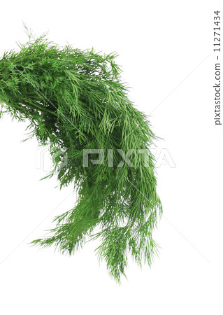 Fresh dill herb. 11271434