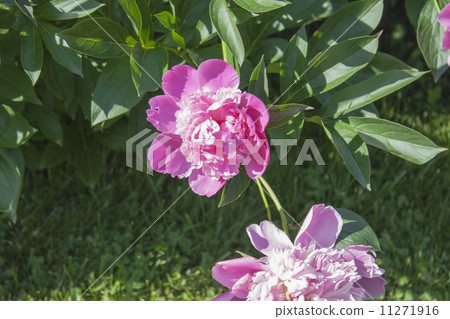 Georgeous peony in a full bloom. Georgeous peony in a full bloom. 11271916