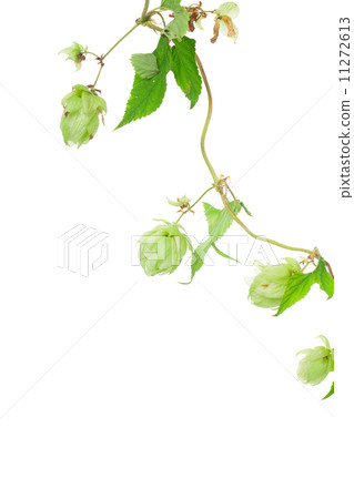 beautiful hop beautiful hop 11272613