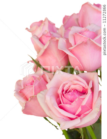 close up of fresh pink garden roses close up of fresh pink garden roses 11272866
