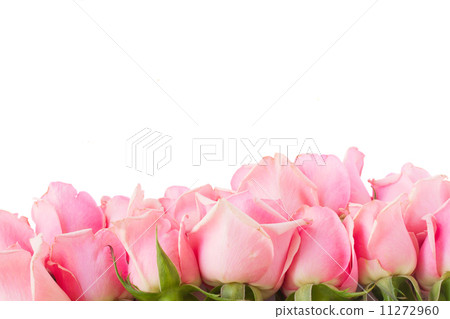 border of  pink garden roses 11272960