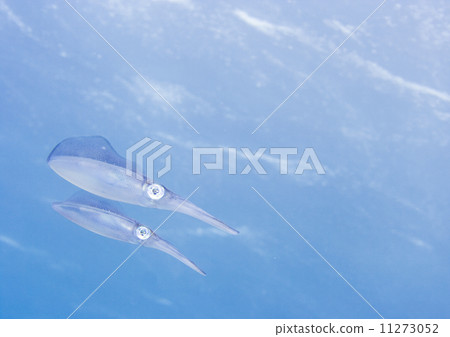 游泳的水面 11273052