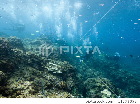 潛水員在海中 11273053