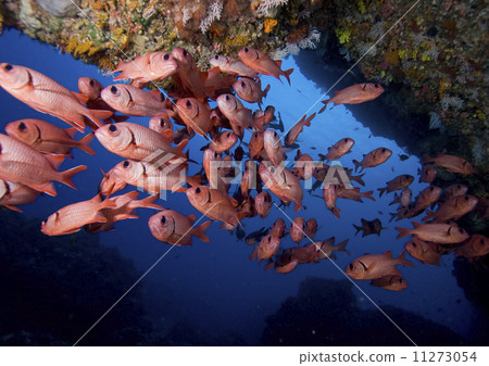 一群紅色的魚 一群紅色的魚 11273054
