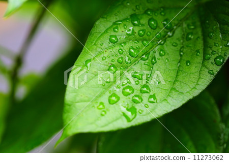 Hexokazura leaves Hexokazura leaves 11273062