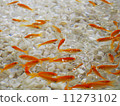 Goldfish   11273102