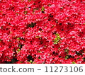 Azalea 11273106